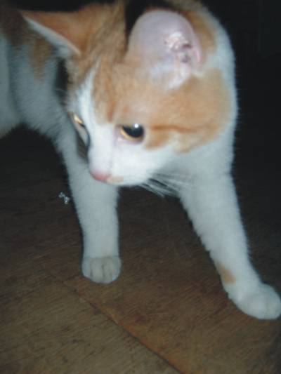 ali 5.jpg